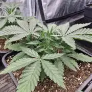 Stardawg pheno hunt