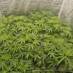 Stardawg