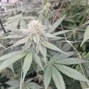 Cherry poppers pheno hunt