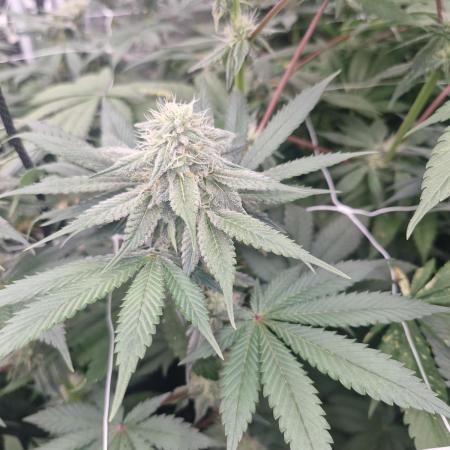 Cherry poppers pheno hunt