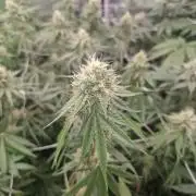 Stardawg pheno hunt