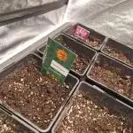 Cherry poppers
