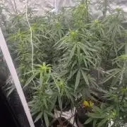 Blue sunset sherbet cuttings