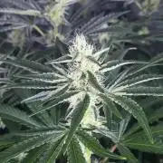 Purple stardawg and mendo breath