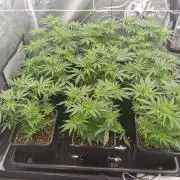 Stardawg pheno hunt