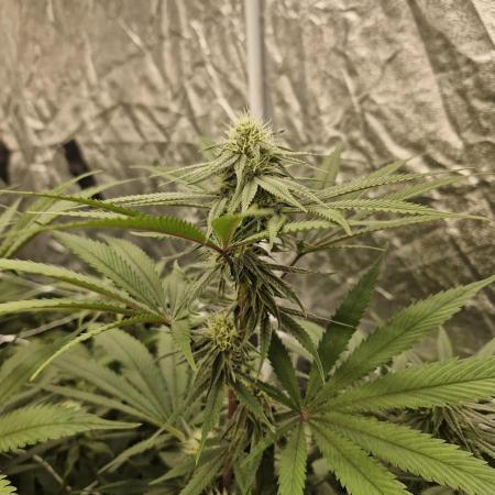 Rs11 pheno hunt