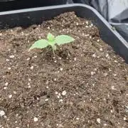 Gmo cookies pheno hunt