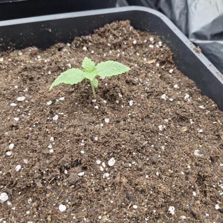 Gmo cookies pheno hunt