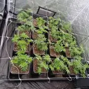 Gmo cookies pheno hunt