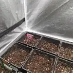 Rs11 pheno hunt
