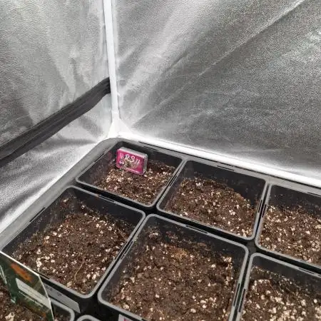 Rs11 pheno hunt