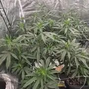 Blue sunset sherbet running for cuttings