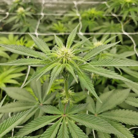 Cherry poppers pheno hunt