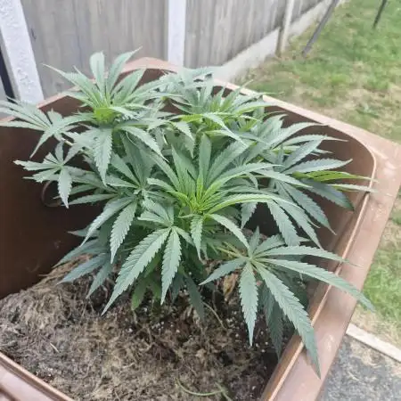 The outdoor cheese