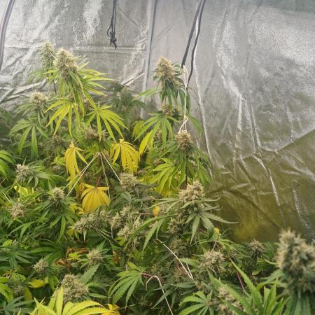 Stardawg