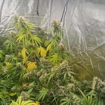 Stardawg