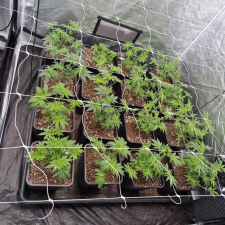 Cherry poppers pheno hunt