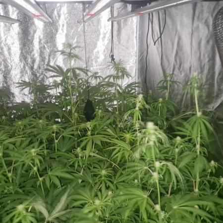 Stardawg
