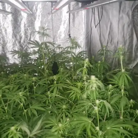 Stardawg