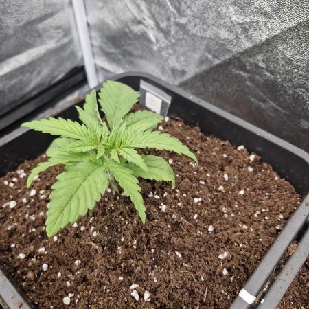 Blue dream pheno hunt