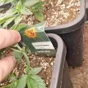 Cherry poppers pheno hunt