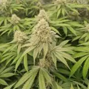 Cherry poppers pheno hunt