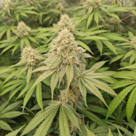 Cherry poppers pheno hunt