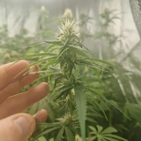 Stardawg