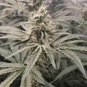 Purple stardawg and mendo breath