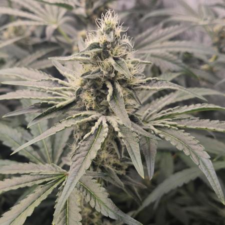 Purple stardawg and mendo breath