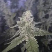 Purple stardawg and mendo breath