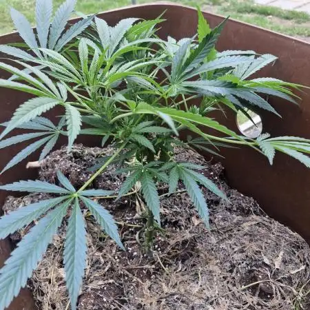 The outdoor cheese