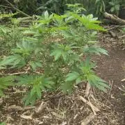 Gorilla grow