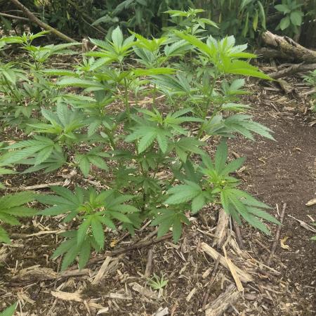 Gorilla grow