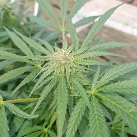 The outdoor cheese