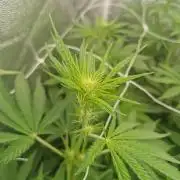 Stardawg pheno hunt