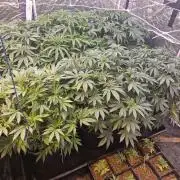 Rs11 pheno hunt