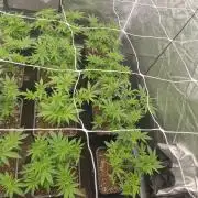 Blue dream pheno hunt