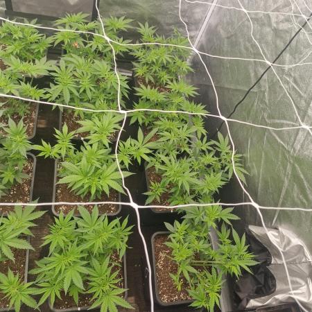 Blue dream pheno hunt