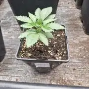 Gmo cookies pheno hunt