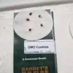 Gmo cookies pheno hunt