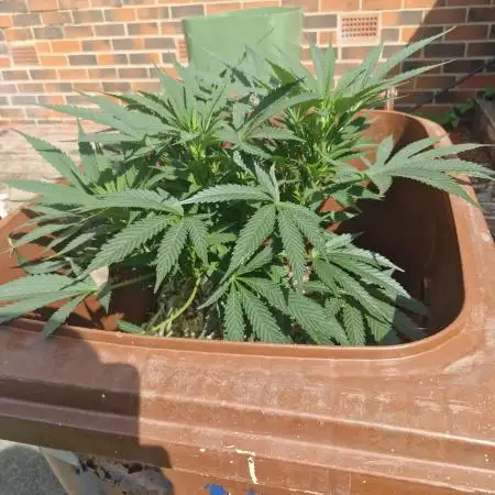 The outdoor cheese