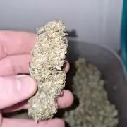 Blue dream pheno hunt