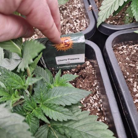 Cherry poppers pheno hunt