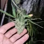 Stardawg