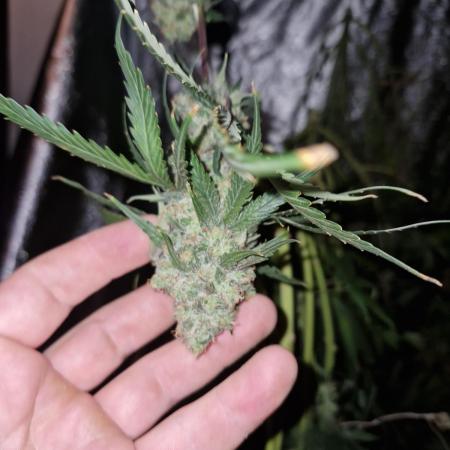 Stardawg