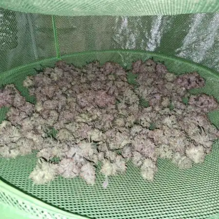 Blue cheese indoor