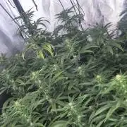 Blue sunset sherbet running for cuttings