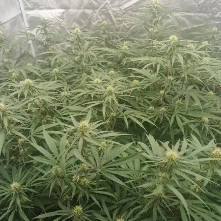 Blue cheese indoor