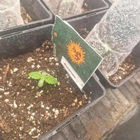 Blue dream pheno hunt